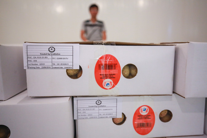 Cận cảnh lô vải thiều xuất khẩu lần đầu tiên được chiếu xạ tại Hà Nội ảnh 14