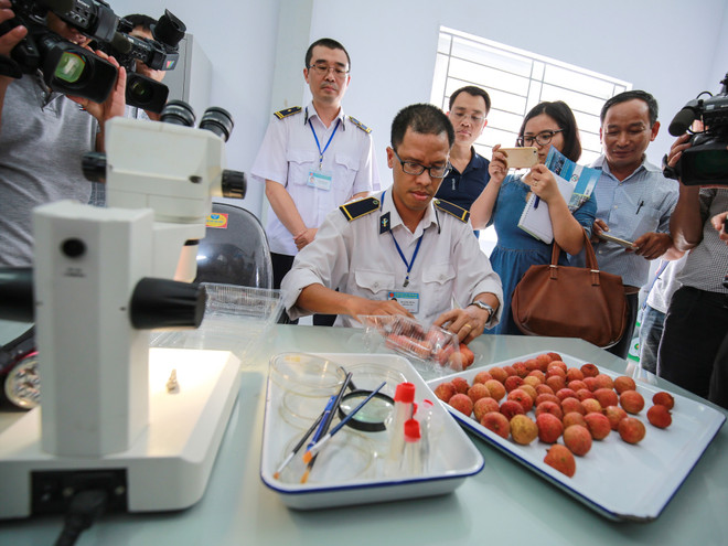 Cận cảnh lô vải thiều xuất khẩu lần đầu tiên được chiếu xạ tại Hà Nội ảnh 1