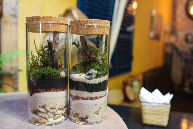 Độc đáo thú chơi cây cảnh trong bình thủy tinh chốn Hà Thành ảnh 2
