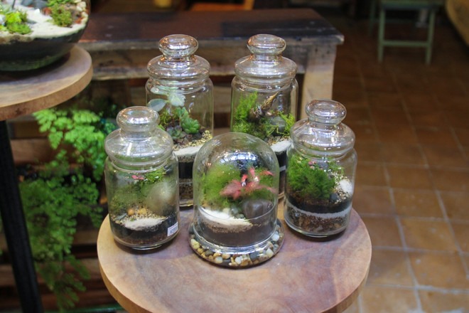 Độc đáo thú chơi cây cảnh trong bình thủy tinh chốn Hà Thành ảnh 3