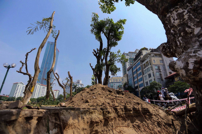 Hà Nội: Hàng cây cổ thụ phố Kim Mã được di dời khỏi nội đô ảnh 7
