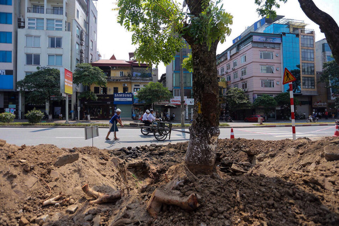 Hà Nội: Hàng cây cổ thụ phố Kim Mã được di dời khỏi nội đô ảnh 5
