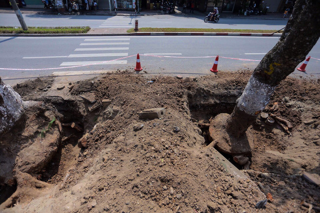 Hà Nội: Hàng cây cổ thụ phố Kim Mã được di dời khỏi nội đô ảnh 3