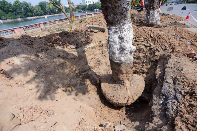 Hà Nội: Hàng cây cổ thụ phố Kim Mã được di dời khỏi nội đô ảnh 6