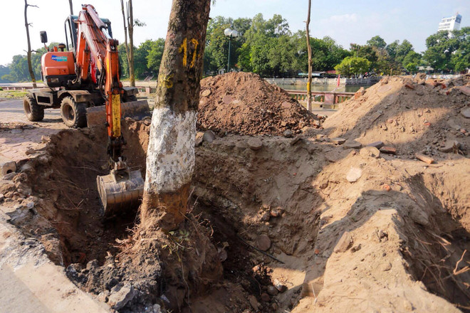 Hà Nội: Hàng cây cổ thụ phố Kim Mã được di dời khỏi nội đô ảnh 2