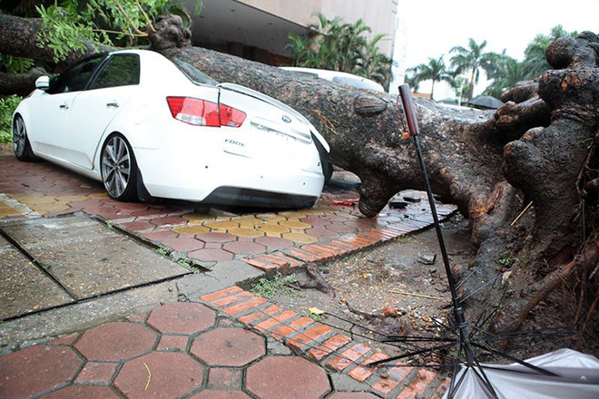 Hà Nội: Xà cừ bất ngờ đổ sập đè bẹp một xe ôtô ven đường ảnh 3