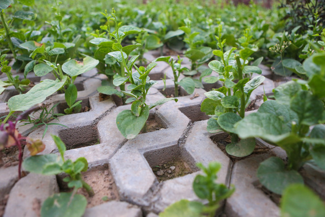 Người Hà Nội đua nhau trồng rau trong hốc bêtông độc đáo ảnh 6