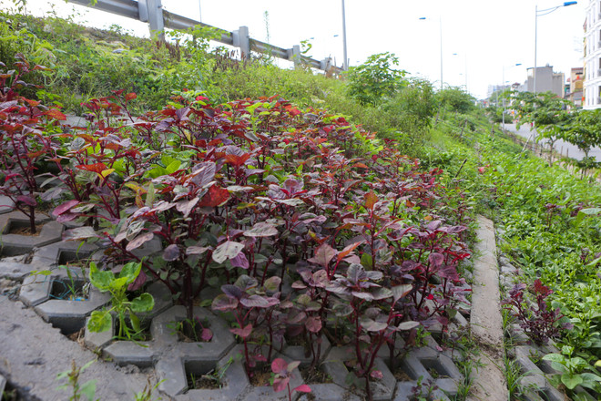 Người Hà Nội đua nhau trồng rau trong hốc bêtông độc đáo ảnh 4