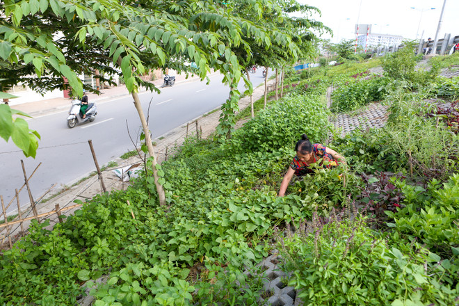 Người Hà Nội đua nhau trồng rau trong hốc bêtông độc đáo ảnh 7