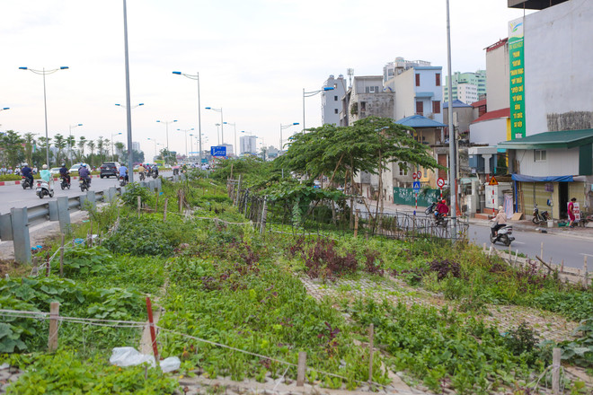 Người Hà Nội đua nhau trồng rau trong hốc bêtông độc đáo ảnh 2