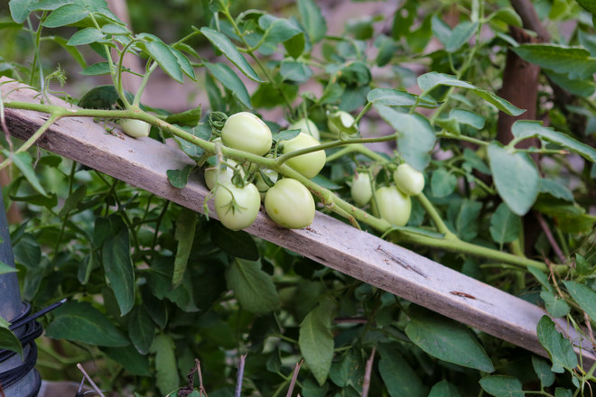 Người Hà Nội đua nhau trồng rau trong hốc bêtông độc đáo ảnh 16