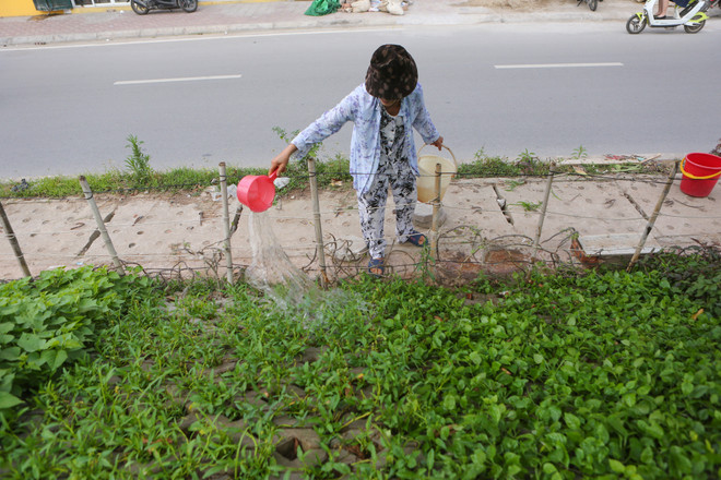 Người Hà Nội đua nhau trồng rau trong hốc bêtông độc đáo ảnh 12