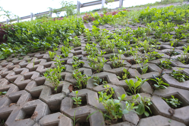Người Hà Nội đua nhau trồng rau trong hốc bêtông độc đáo ảnh 5