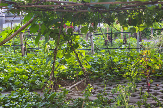 Người Hà Nội đua nhau trồng rau trong hốc bêtông độc đáo ảnh 9