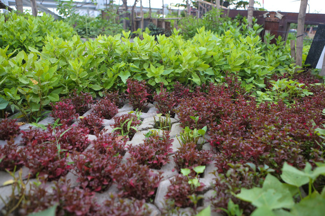 Người Hà Nội đua nhau trồng rau trong hốc bêtông độc đáo ảnh 13