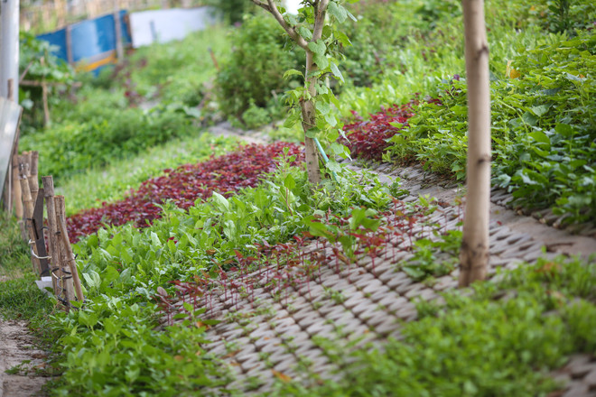 Người Hà Nội đua nhau trồng rau trong hốc bêtông độc đáo ảnh 3