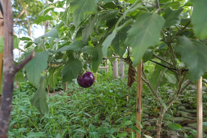 Người Hà Nội đua nhau trồng rau trong hốc bêtông độc đáo ảnh 15