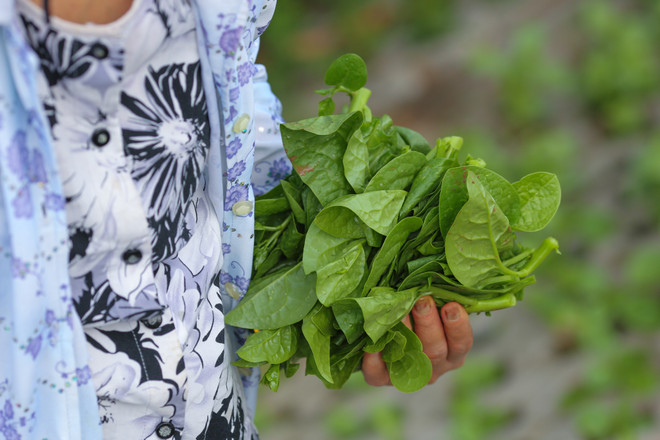 Người Hà Nội đua nhau trồng rau trong hốc bêtông độc đáo ảnh 17