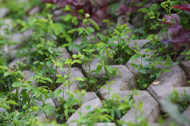 Người Hà Nội đua nhau trồng rau trong hốc bêtông độc đáo ảnh 10