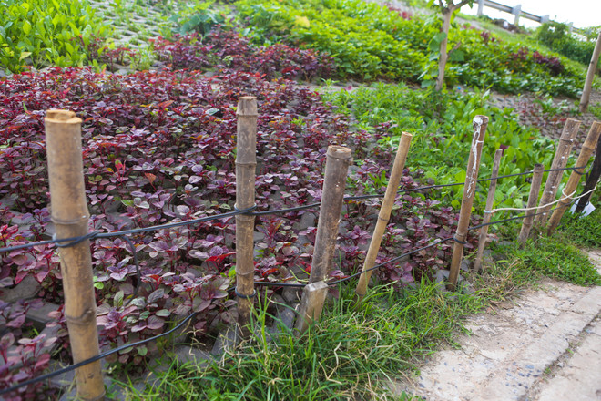 Người Hà Nội đua nhau trồng rau trong hốc bêtông độc đáo ảnh 14