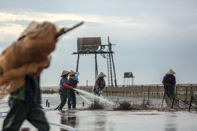 Thái Bình: Kiếm tiền triệu từ nghề cào ngao thuê ở Đồng Châu ảnh 10