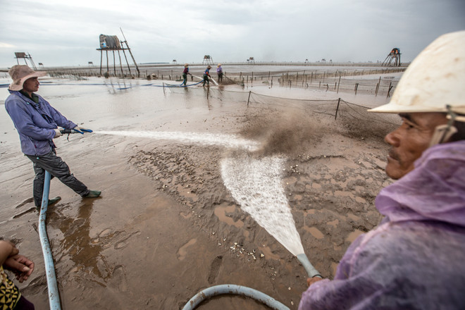 Thái Bình: Kiếm tiền triệu từ nghề cào ngao thuê ở Đồng Châu ảnh 7