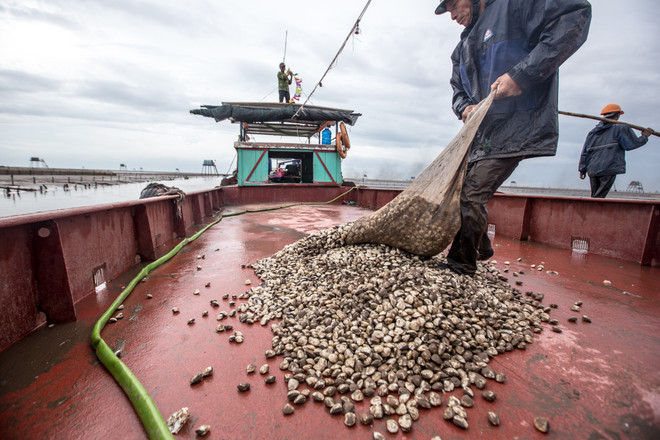 Thái Bình: Kiếm tiền triệu từ nghề cào ngao thuê ở Đồng Châu ảnh 13