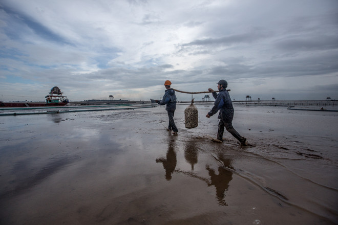 Thái Bình: Kiếm tiền triệu từ nghề cào ngao thuê ở Đồng Châu ảnh 12