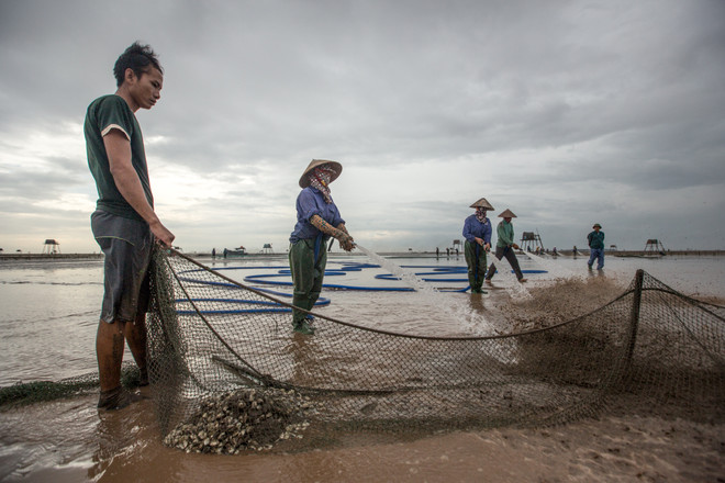Thái Bình: Kiếm tiền triệu từ nghề cào ngao thuê ở Đồng Châu ảnh 8