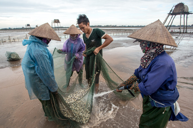 Thái Bình: Kiếm tiền triệu từ nghề cào ngao thuê ở Đồng Châu ảnh 9