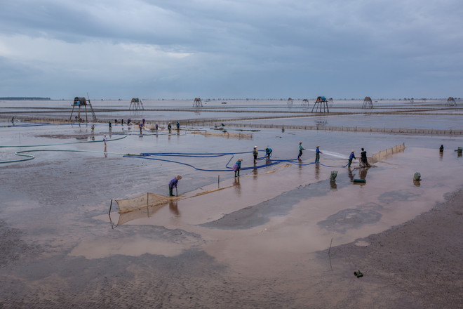 Thái Bình: Kiếm tiền triệu từ nghề cào ngao thuê ở Đồng Châu ảnh 6