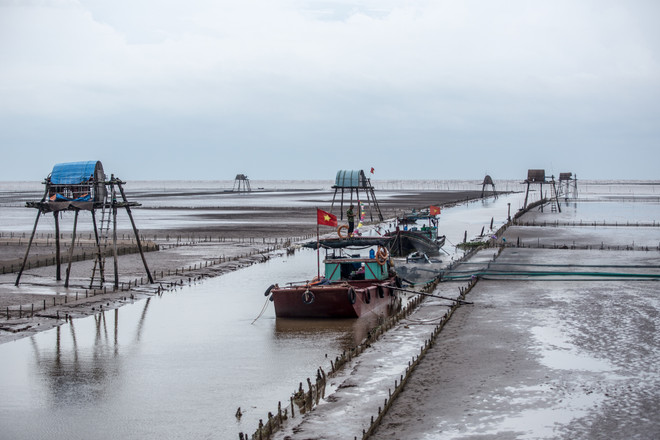 Thái Bình: Kiếm tiền triệu từ nghề cào ngao thuê ở Đồng Châu ảnh 14