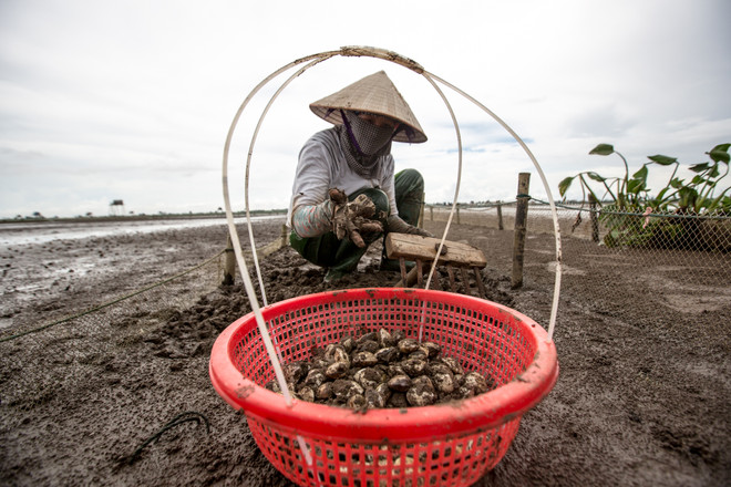 Thái Bình: Kiếm tiền triệu từ nghề cào ngao thuê ở Đồng Châu ảnh 4