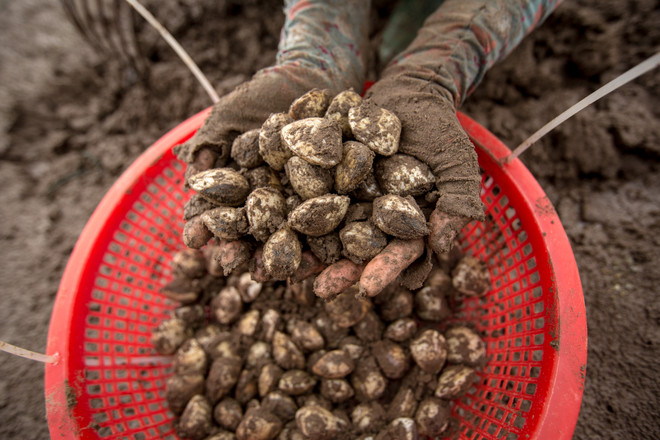 Thái Bình: Kiếm tiền triệu từ nghề cào ngao thuê ở Đồng Châu ảnh 5