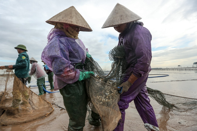 Thái Bình: Kiếm tiền triệu từ nghề cào ngao thuê ở Đồng Châu ảnh 11