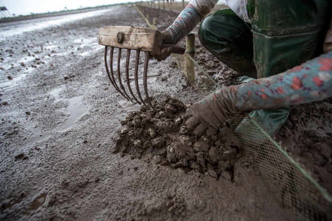 Thái Bình: Kiếm tiền triệu từ nghề cào ngao thuê ở Đồng Châu ảnh 3