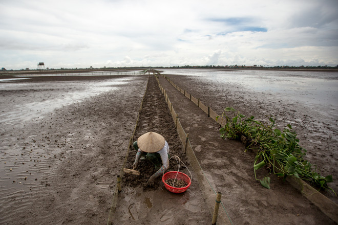 Thái Bình: Kiếm tiền triệu từ nghề cào ngao thuê ở Đồng Châu ảnh 2