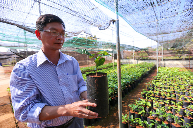 Cận cảnh vườn ươm giống càphê lớn nhất Tây Nguyên ảnh 3