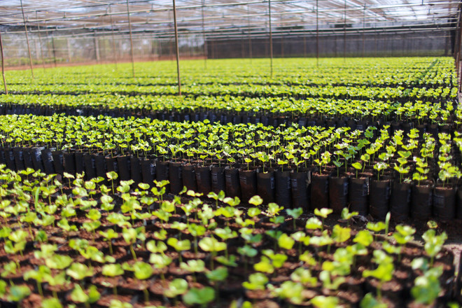 Cận cảnh vườn ươm giống càphê lớn nhất Tây Nguyên ảnh 10