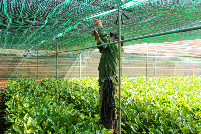 Cận cảnh vườn ươm giống càphê lớn nhất Tây Nguyên ảnh 9