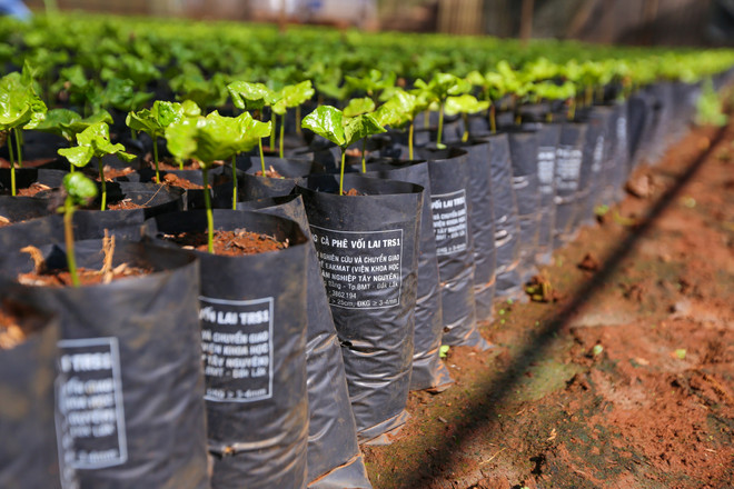 Cận cảnh vườn ươm giống càphê lớn nhất Tây Nguyên ảnh 11