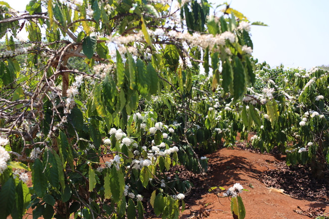 Người dân Tây Nguyên dùng phế liệu làm máy đo nước tưới cho vườn càphê ảnh 4