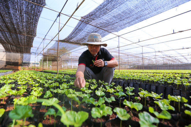 Cận cảnh vườn ươm giống càphê lớn nhất Tây Nguyên ảnh 6