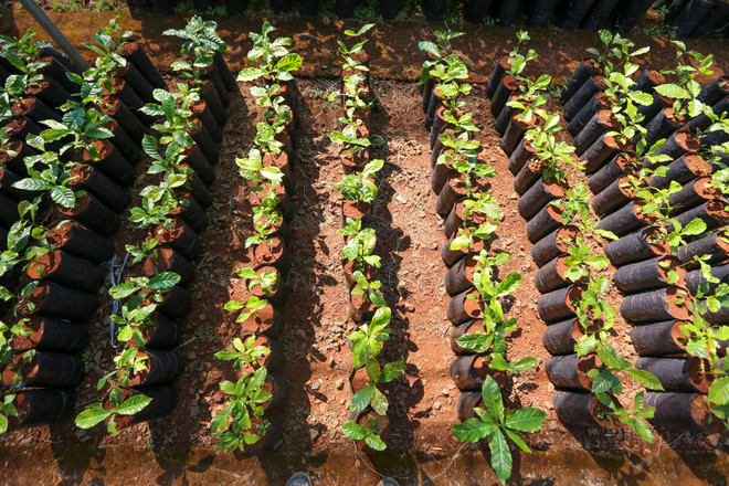 Cận cảnh vườn ươm giống càphê lớn nhất Tây Nguyên ảnh 4