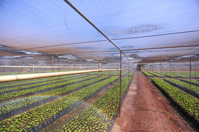 Cận cảnh vườn ươm giống càphê lớn nhất Tây Nguyên ảnh 1