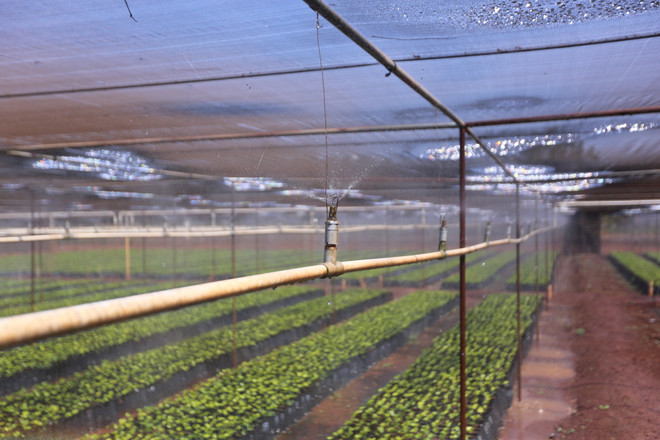 Cận cảnh vườn ươm giống càphê lớn nhất Tây Nguyên ảnh 8