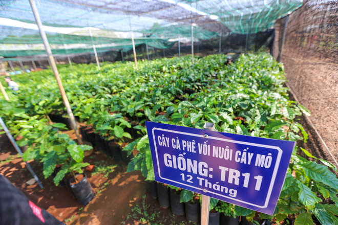 Cận cảnh vườn ươm giống càphê lớn nhất Tây Nguyên ảnh 2