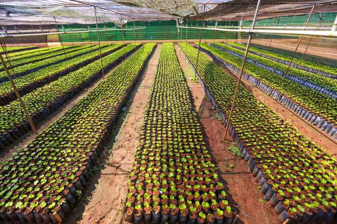 Cận cảnh vườn ươm giống càphê lớn nhất Tây Nguyên ảnh 5