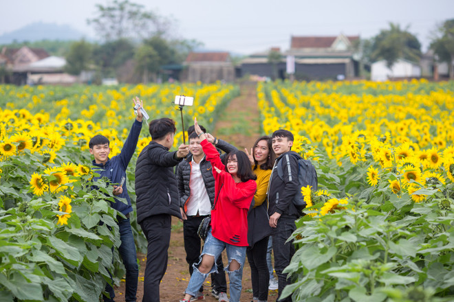 Khám phá cánh đồng hoa hướng dương lớn nhất Việt Nam ảnh 9