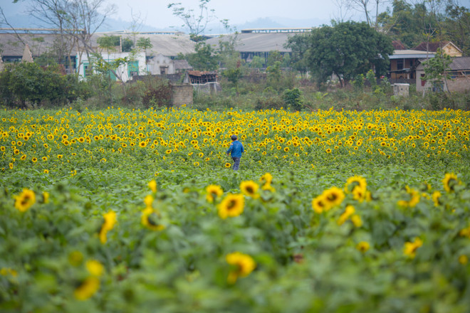 Khám phá cánh đồng hoa hướng dương lớn nhất Việt Nam ảnh 14